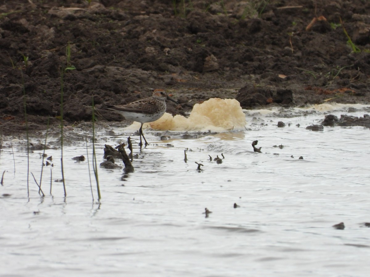 Western Sandpiper - Colby Neuman