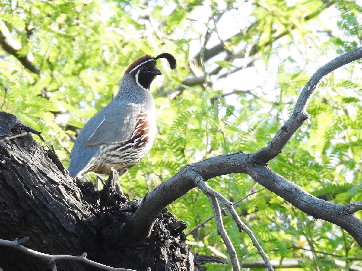 Gambel's Quail - Sara Masuda