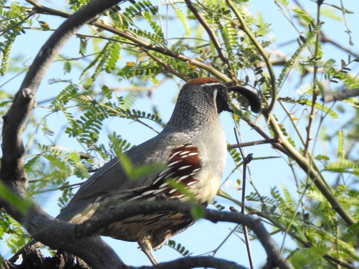 Gambel's Quail - Sara Masuda