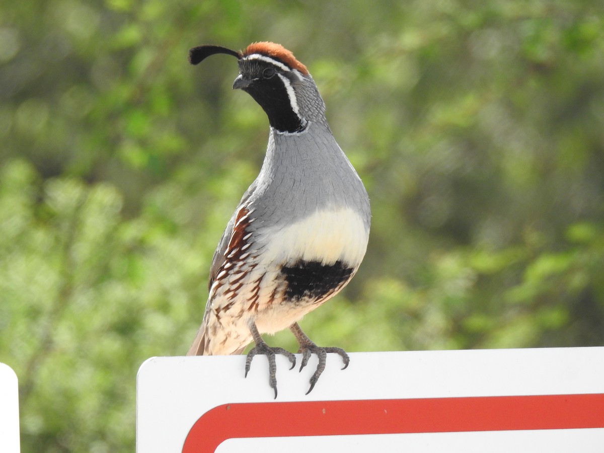 Gambel's Quail - Sara Masuda