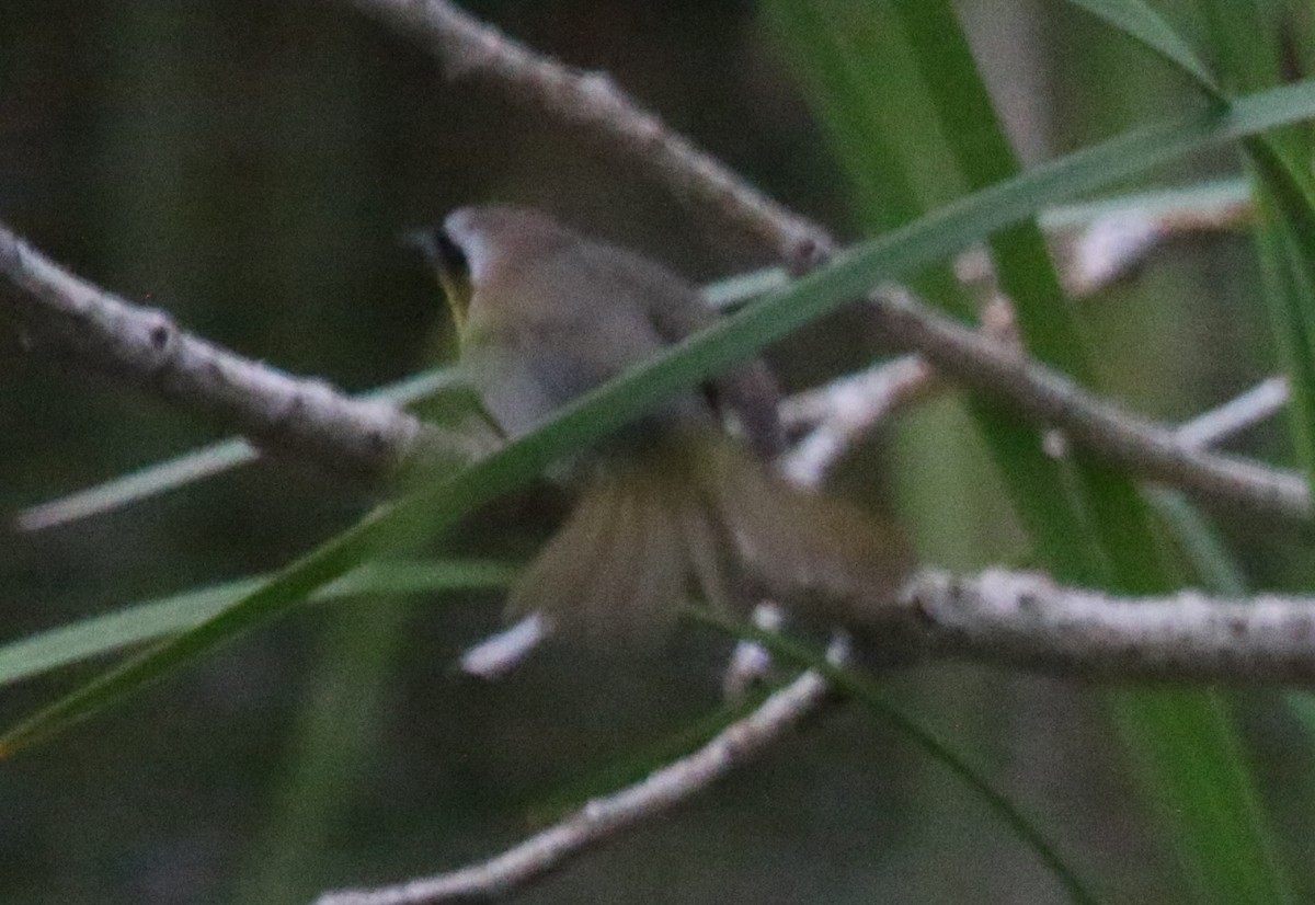 Common Yellowthroat - ML160553251