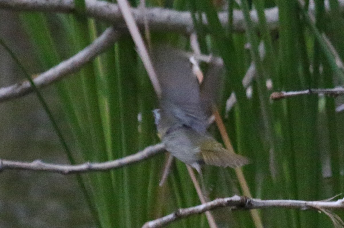 Common Yellowthroat - ML160553261