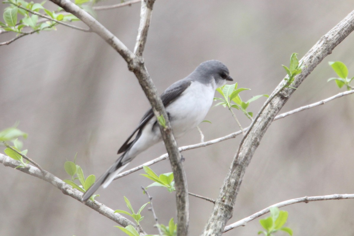 Minivet cendré - ML160554131