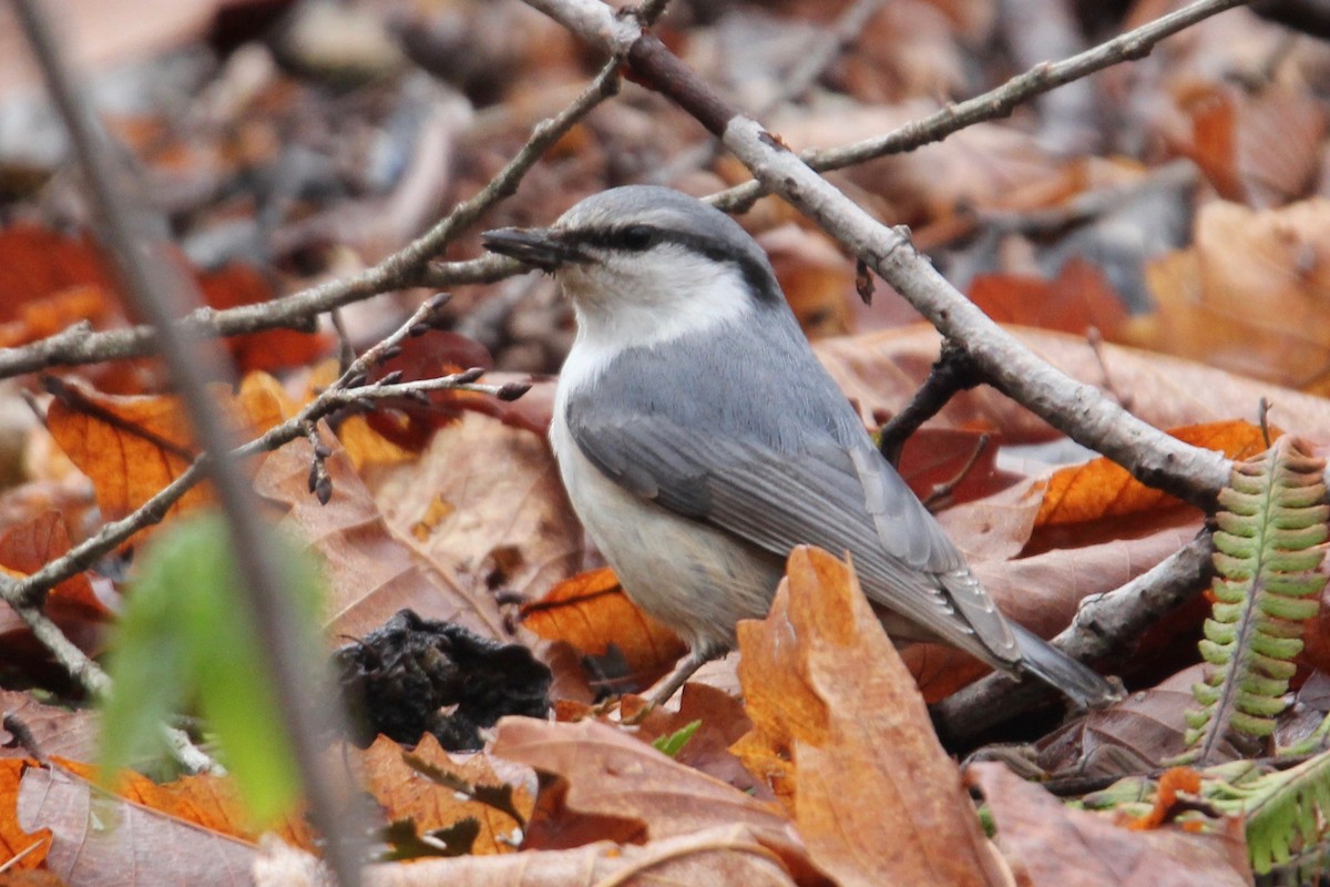 Eurasian Nuthatch (Buff-bellied) - Robert Gowan