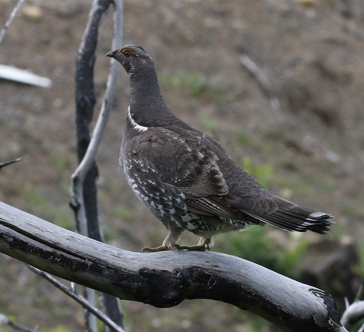Sooty Grouse - ML160554421