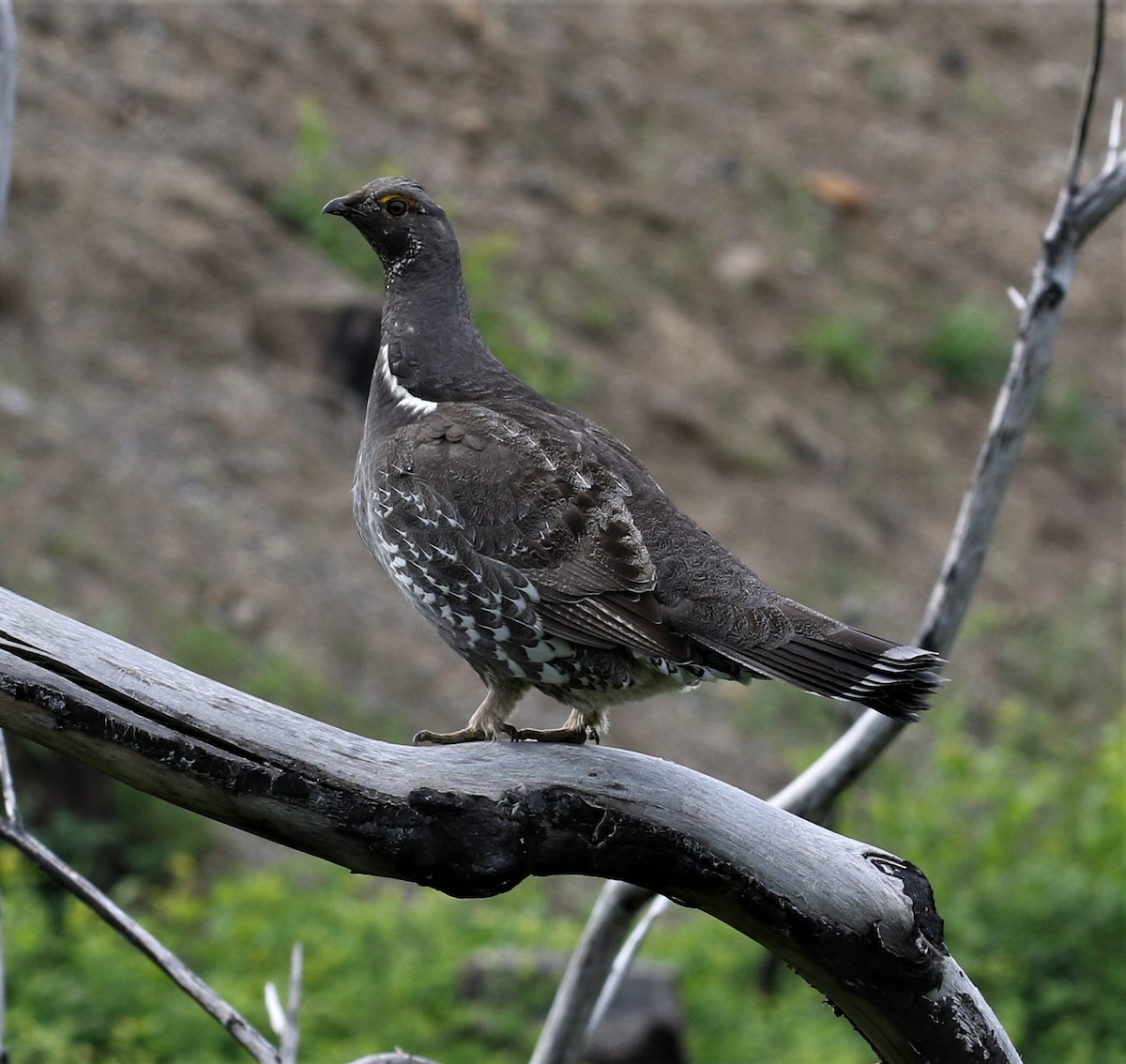 Sooty Grouse - ML160554441