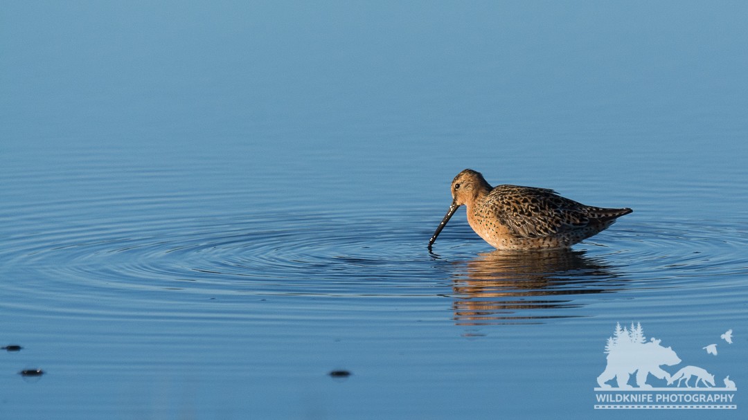 Short-billed Dowitcher - Marcus Jackson