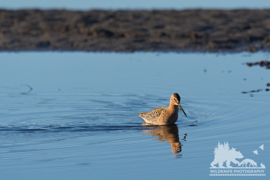 Short-billed Dowitcher - Marcus Jackson