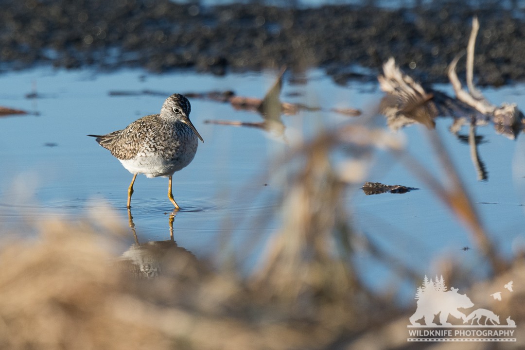 Lesser Yellowlegs - Marcus Jackson