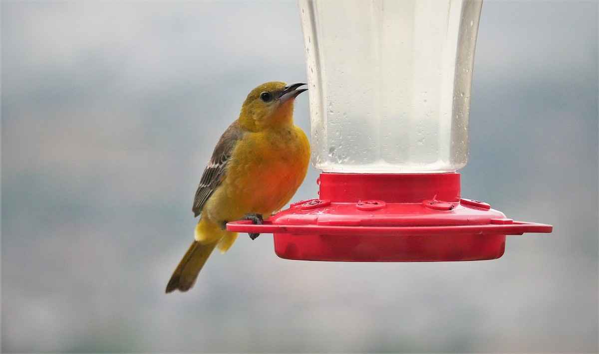 Hooded Oriole - ML160556421