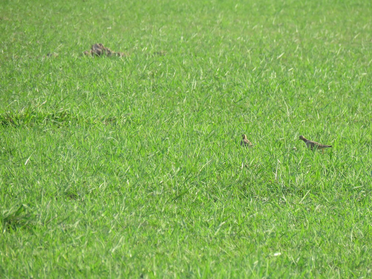 Buff-breasted Sandpiper - ML160556541