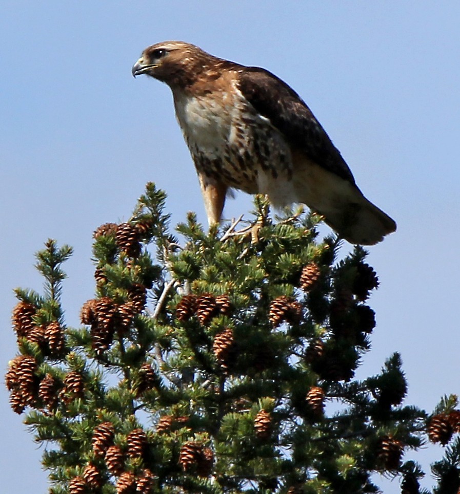 Red-tailed Hawk - ML160556681