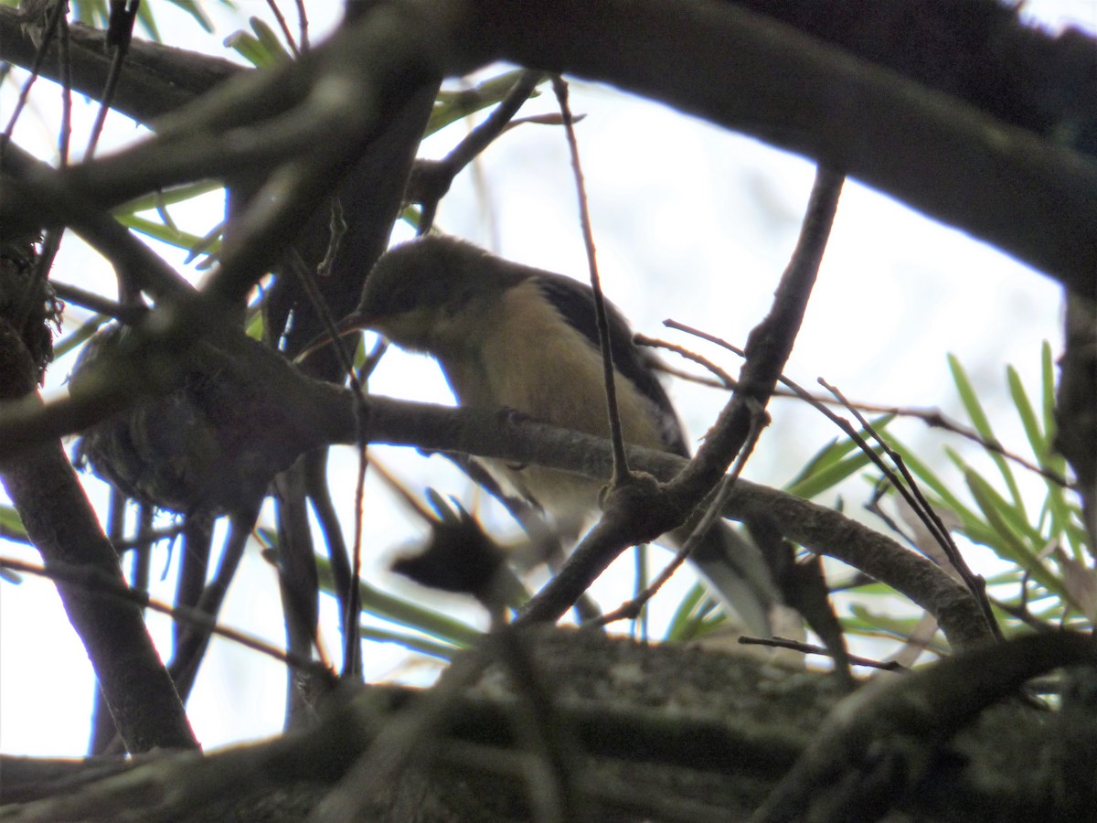 Eastern Spinebill - ML160557861