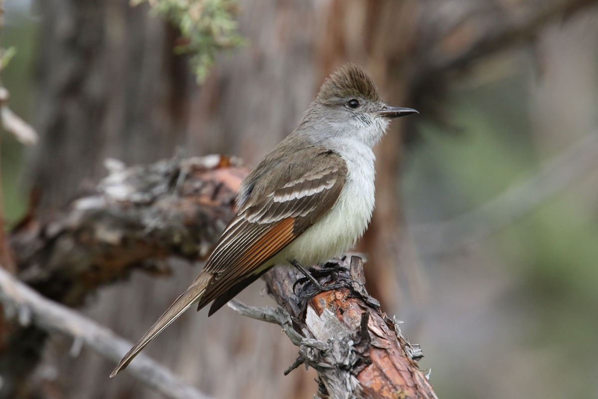 Ash-throated Flycatcher - ML160558071