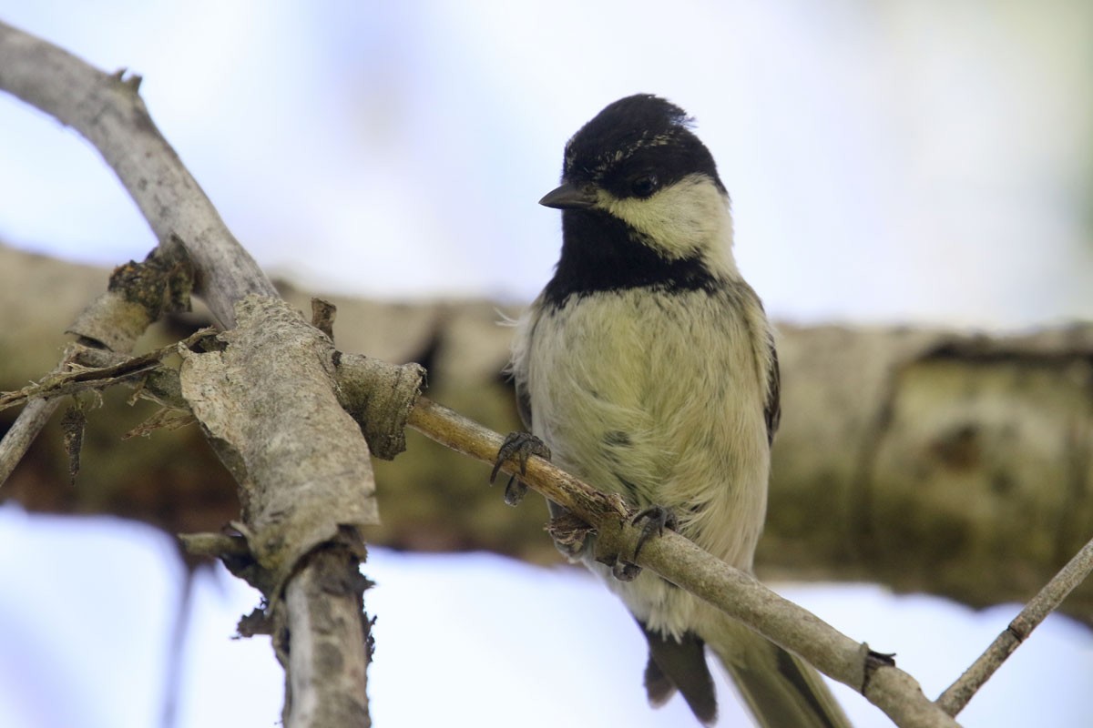 Carbonero sp. (Poecile sp.) - ML160558461