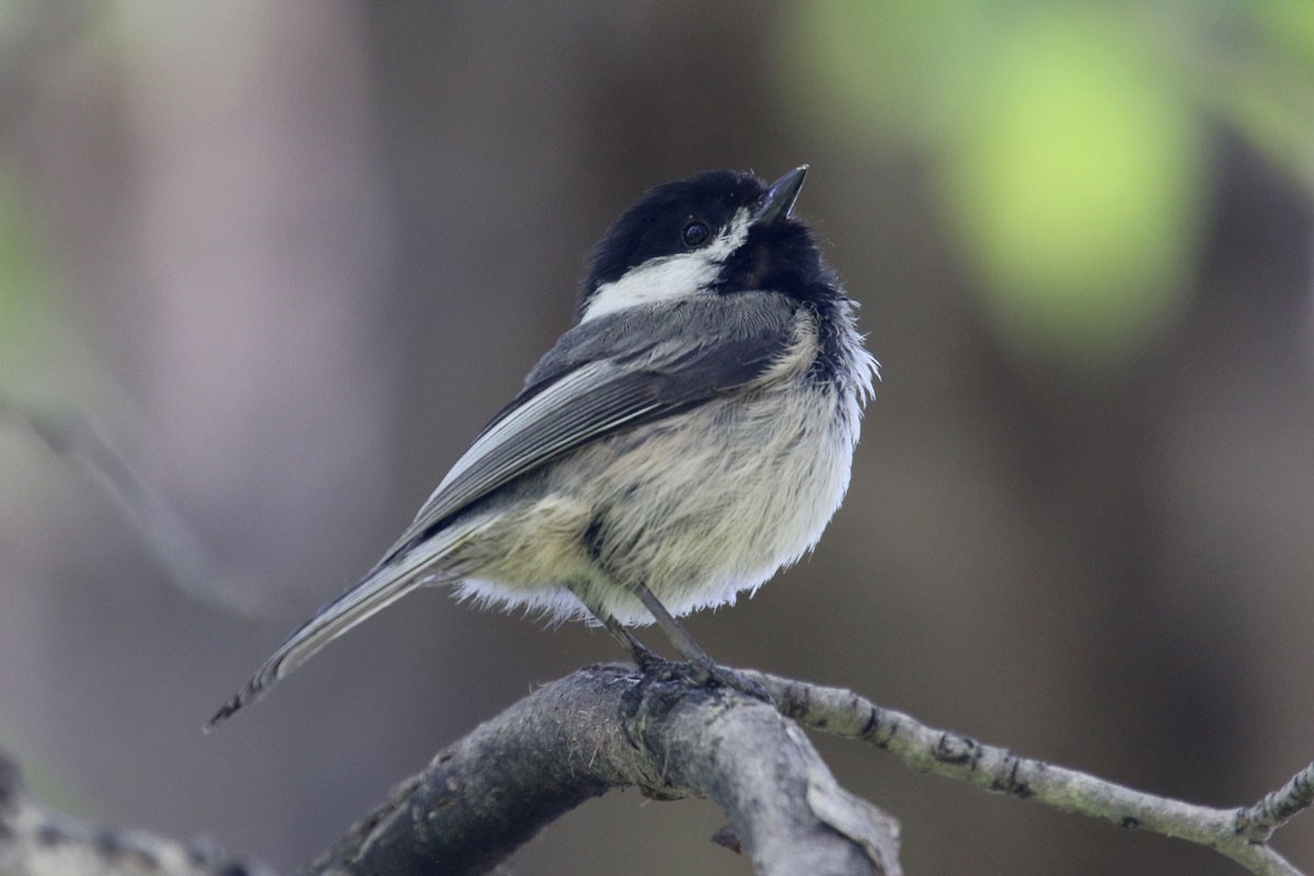 Black-capped Chickadee - ML160558551