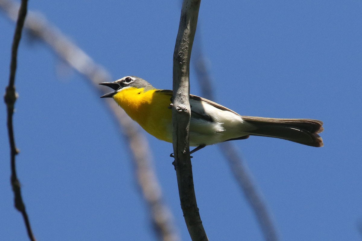 Yellow-breasted Chat - ML160558561