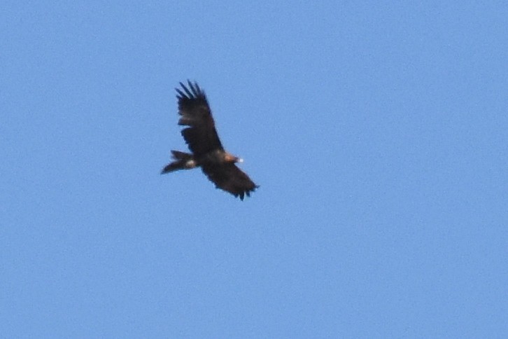 Wedge-tailed Eagle - ML160559191