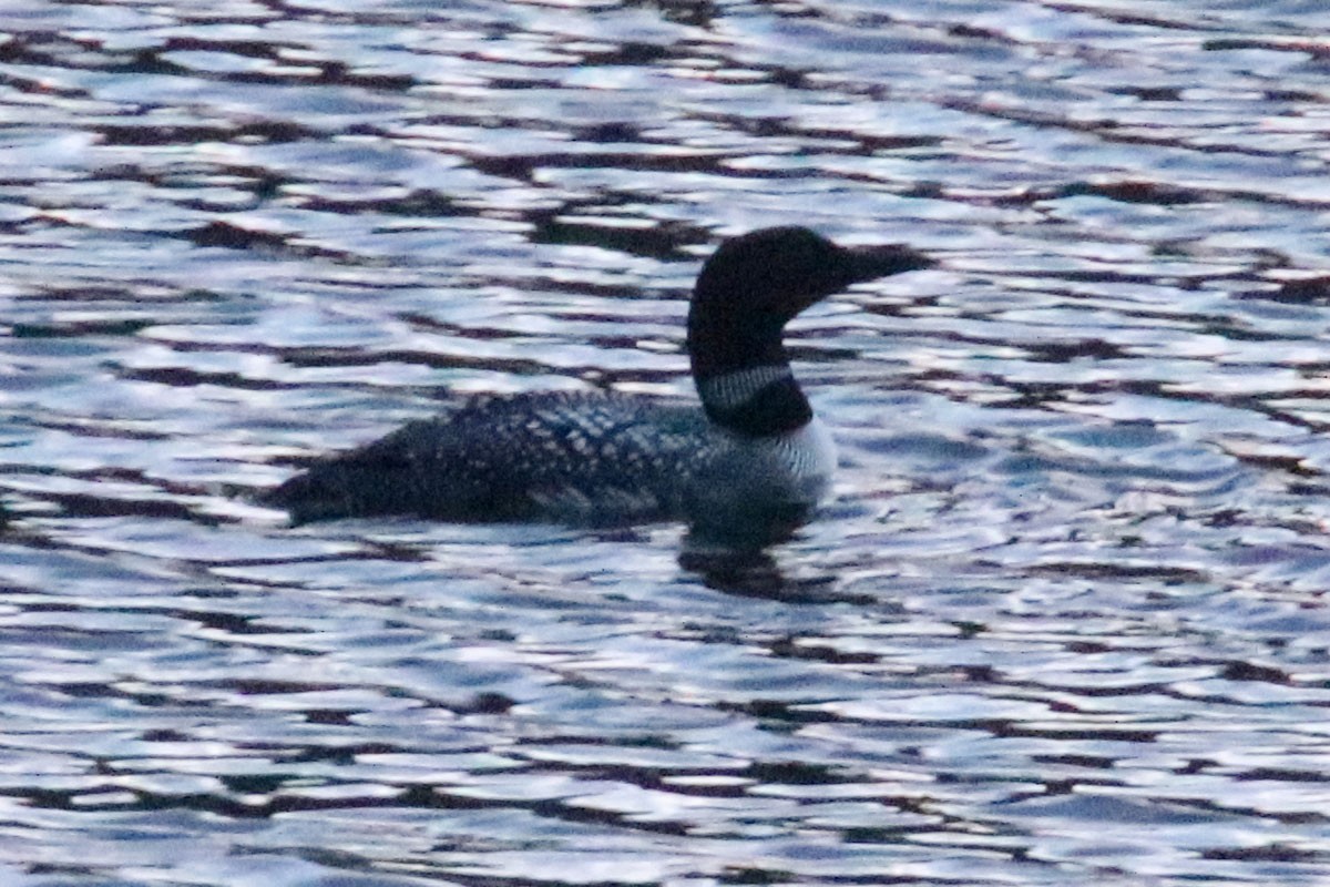 Common Loon - ML160559271