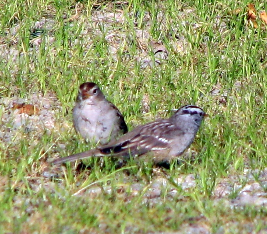 Bruant à couronne blanche - ML160559991