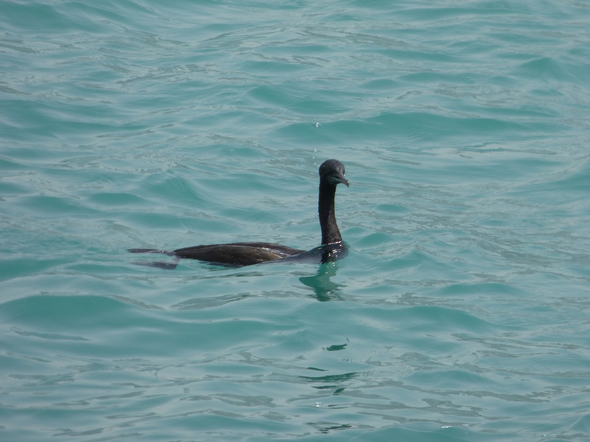 Cormoran de Socotra - ML160560291