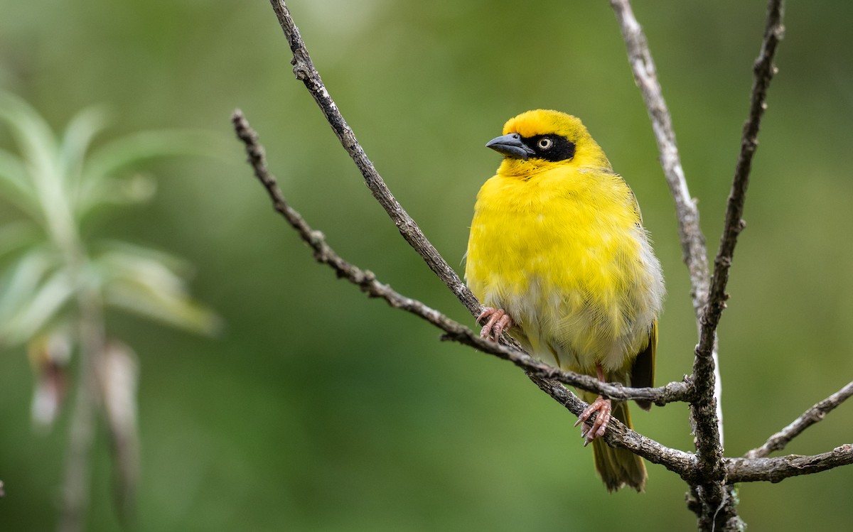 Baglafecht Weaver - Forest Botial-Jarvis