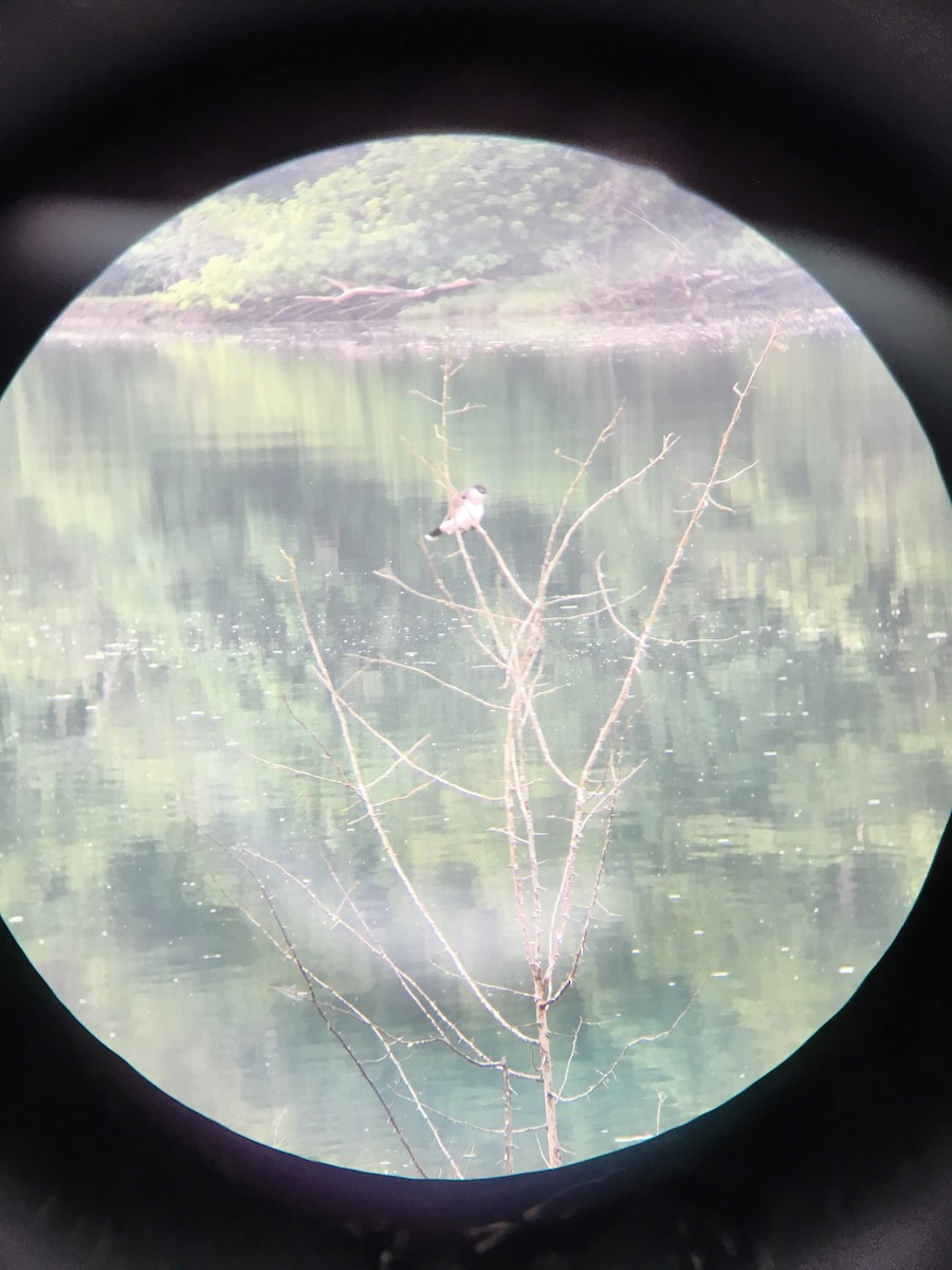 Eastern Kingbird - ML160562241