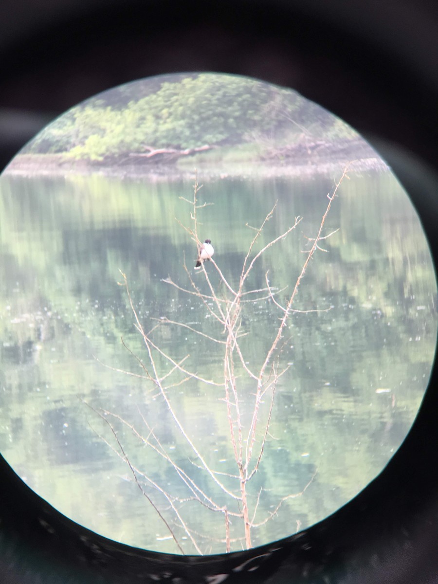 Eastern Kingbird - ML160562251