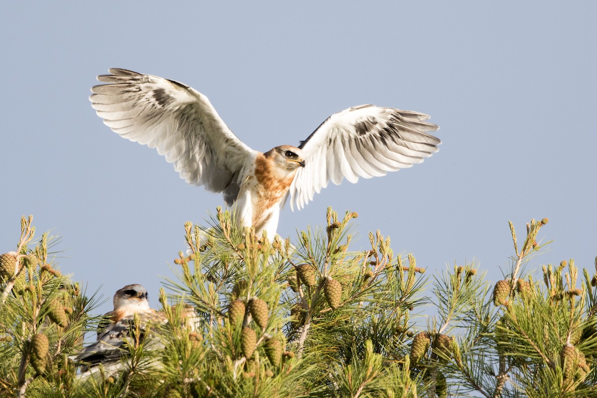 White-tailed Kite - ML160562531