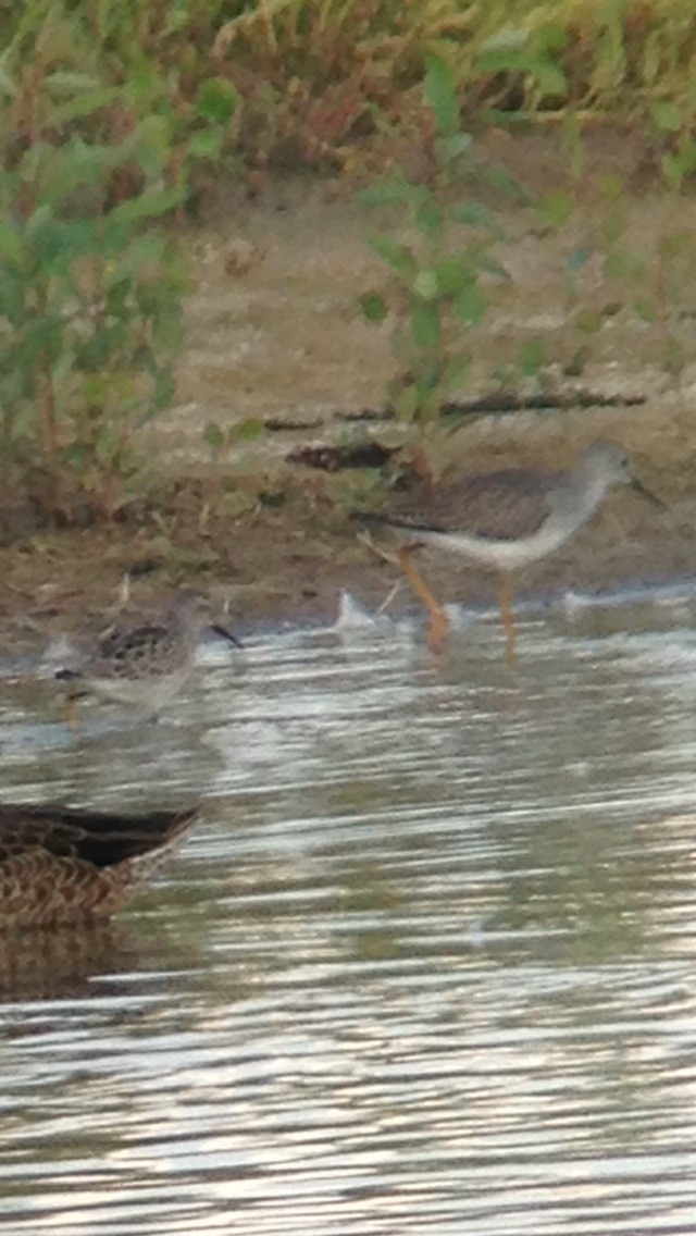 Stilt Sandpiper - Alec Hopping