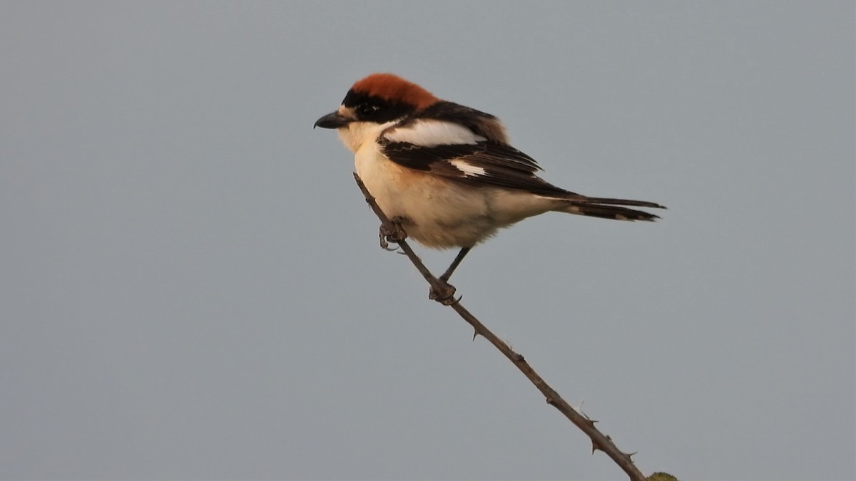 Woodchat Shrike - ML160563111