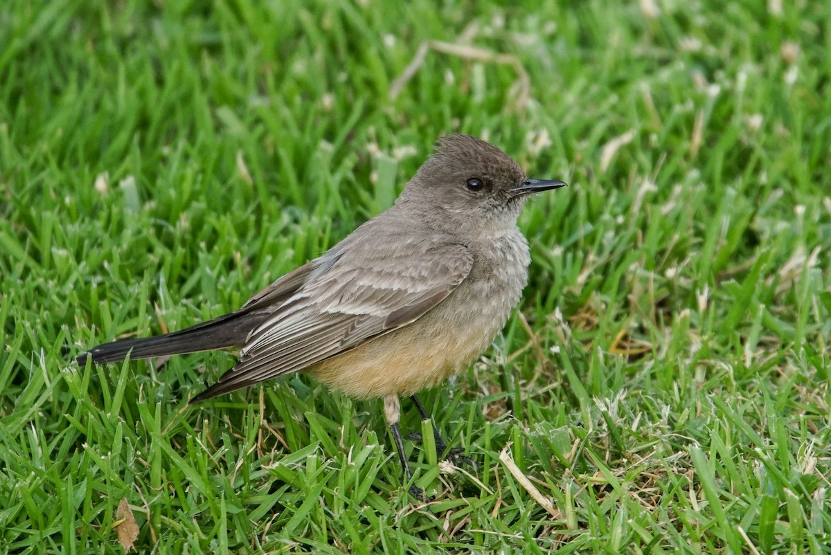 Say's Phoebe - ML160563151