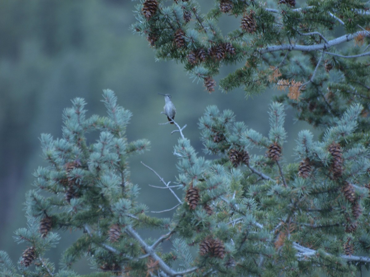 Rivoli's Hummingbird - Alec Hopping