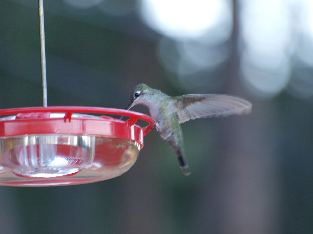 Rivoli's Hummingbird - Alec Hopping