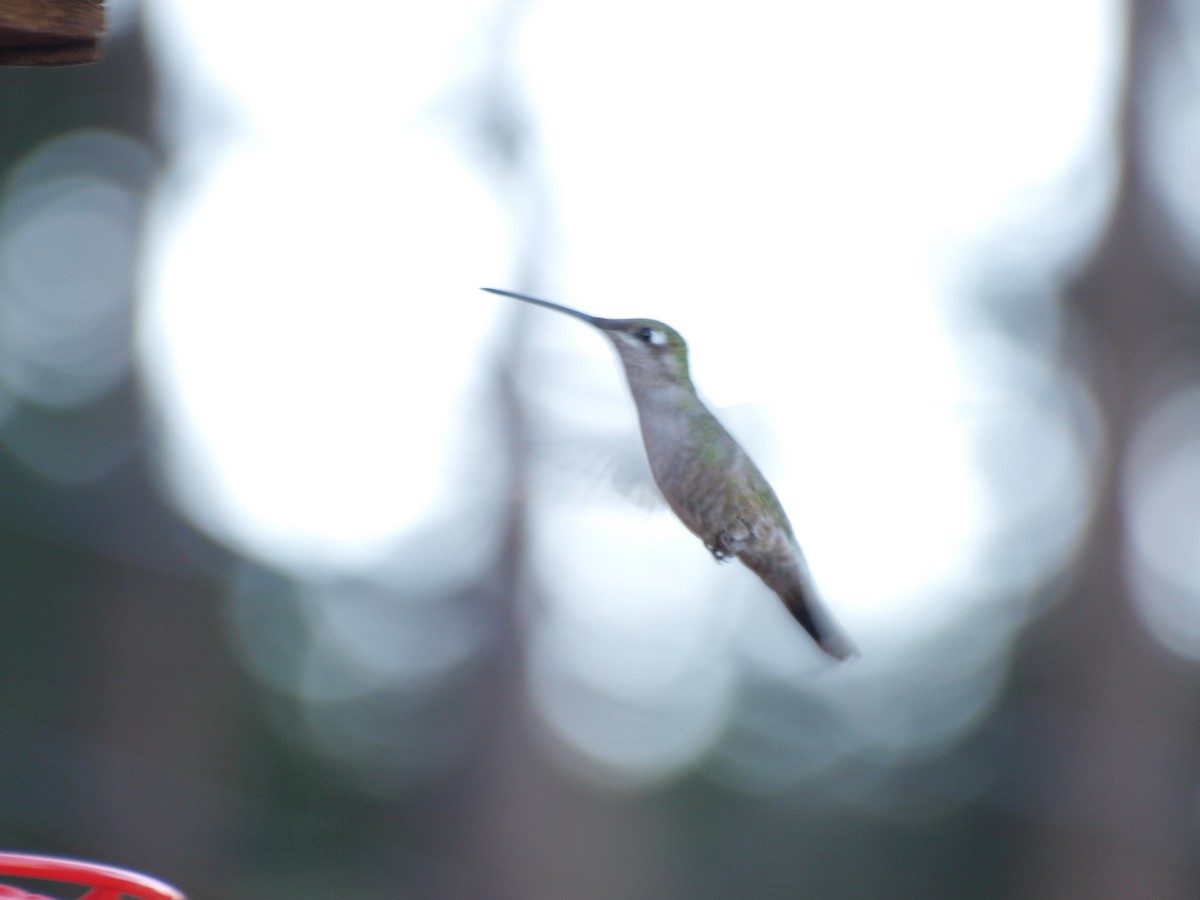 Rivoli's Hummingbird - Alec Hopping