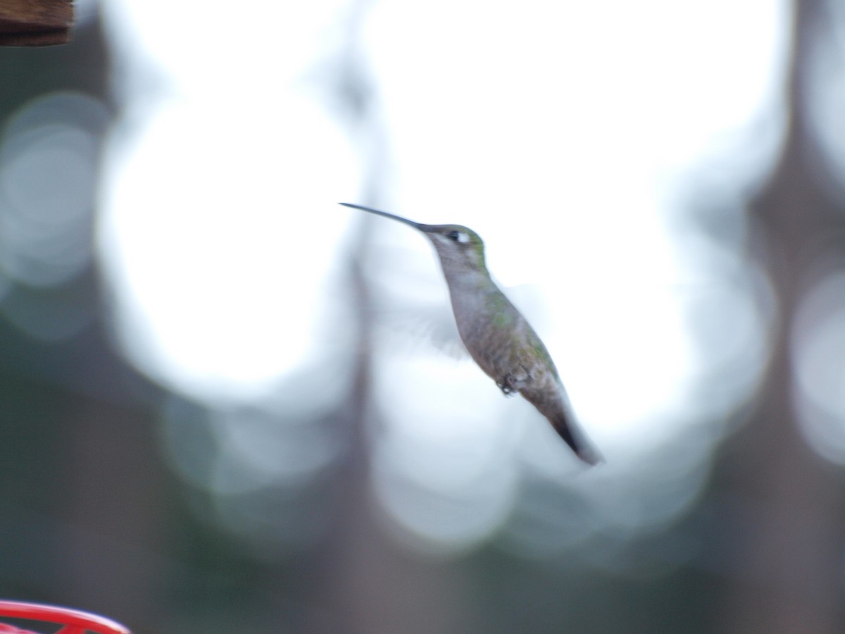 Rivoli's Hummingbird - ML160563271