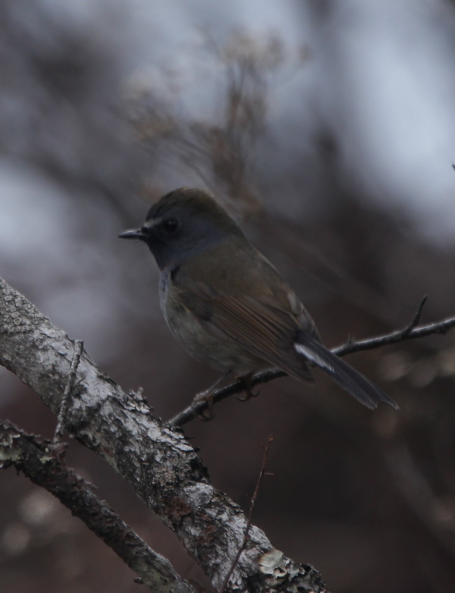 Rufous-gorgeted Flycatcher - ML160563581