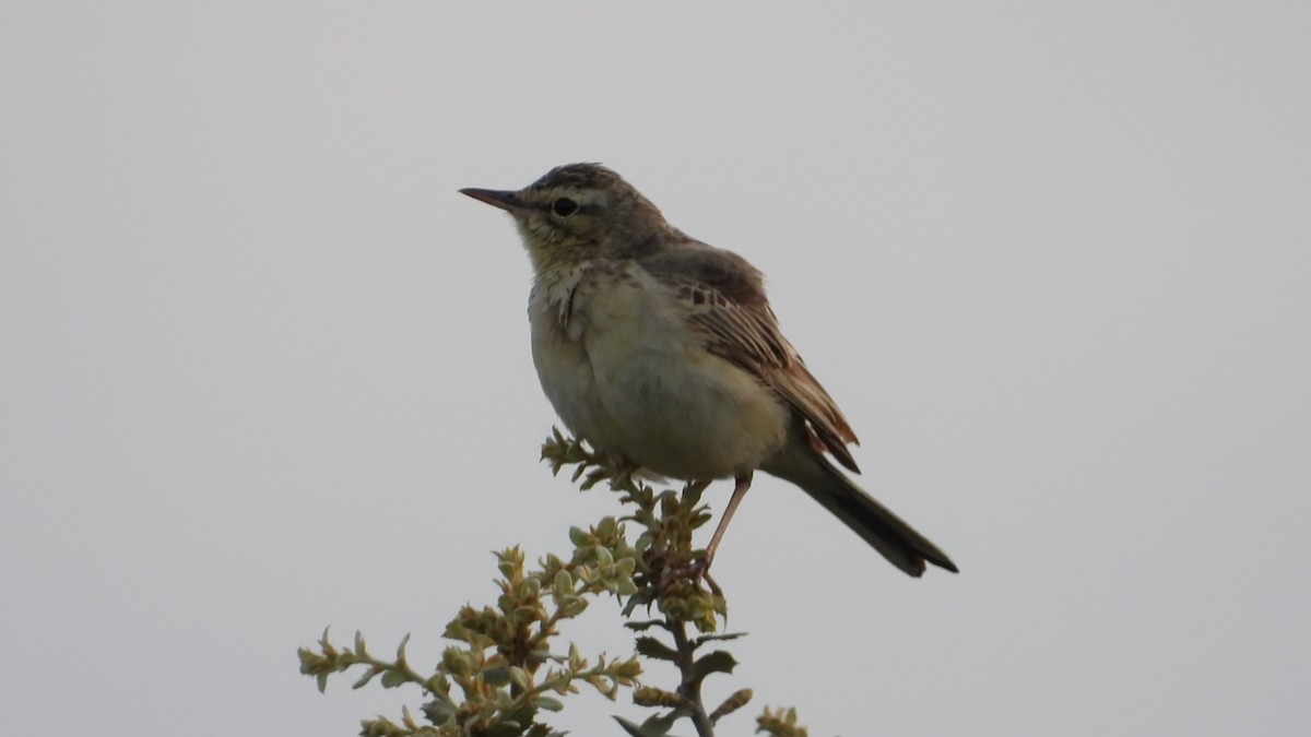 Tawny Pipit - ML160563651