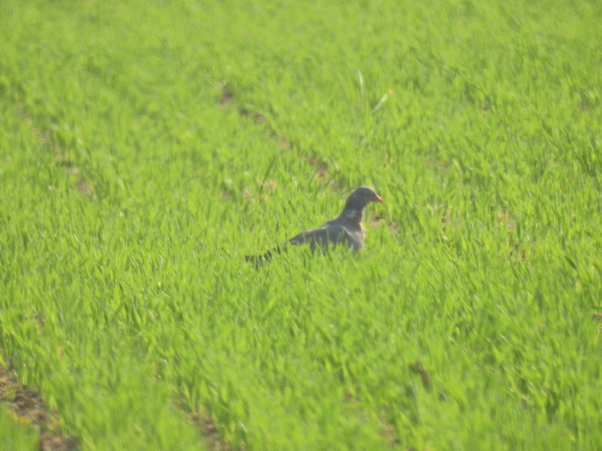 Common Wood-Pigeon - ML160563661