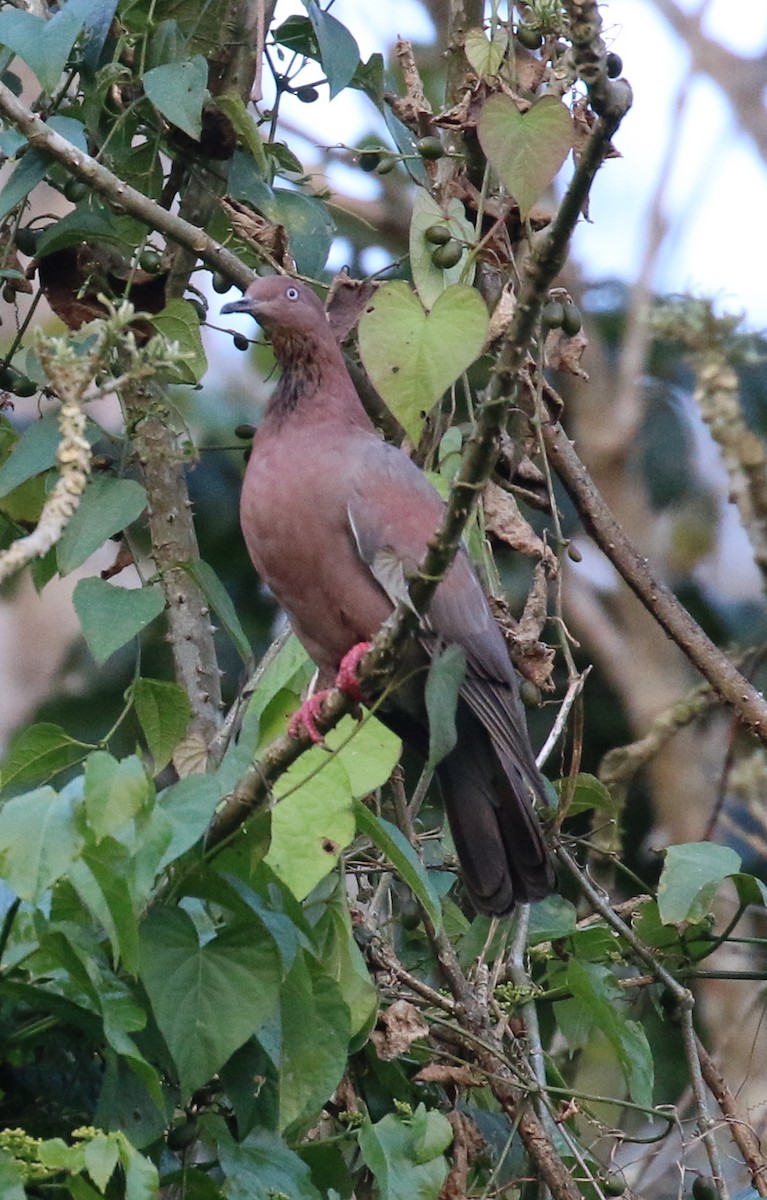 Plain Pigeon - ML160563851