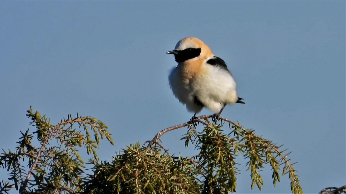 Western Black-eared Wheatear - ML160563941