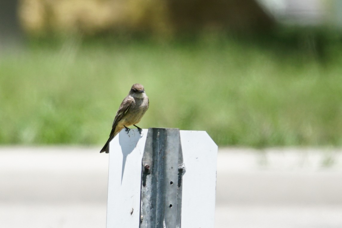 Say's Phoebe - ML160564081