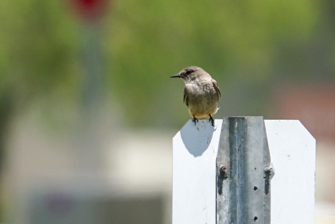 Say's Phoebe - ML160564091