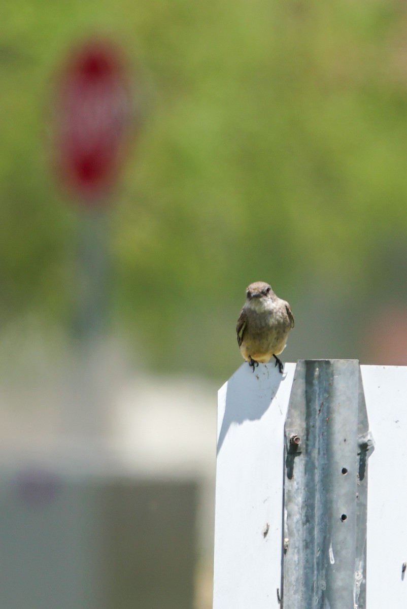 Say's Phoebe - ML160564101