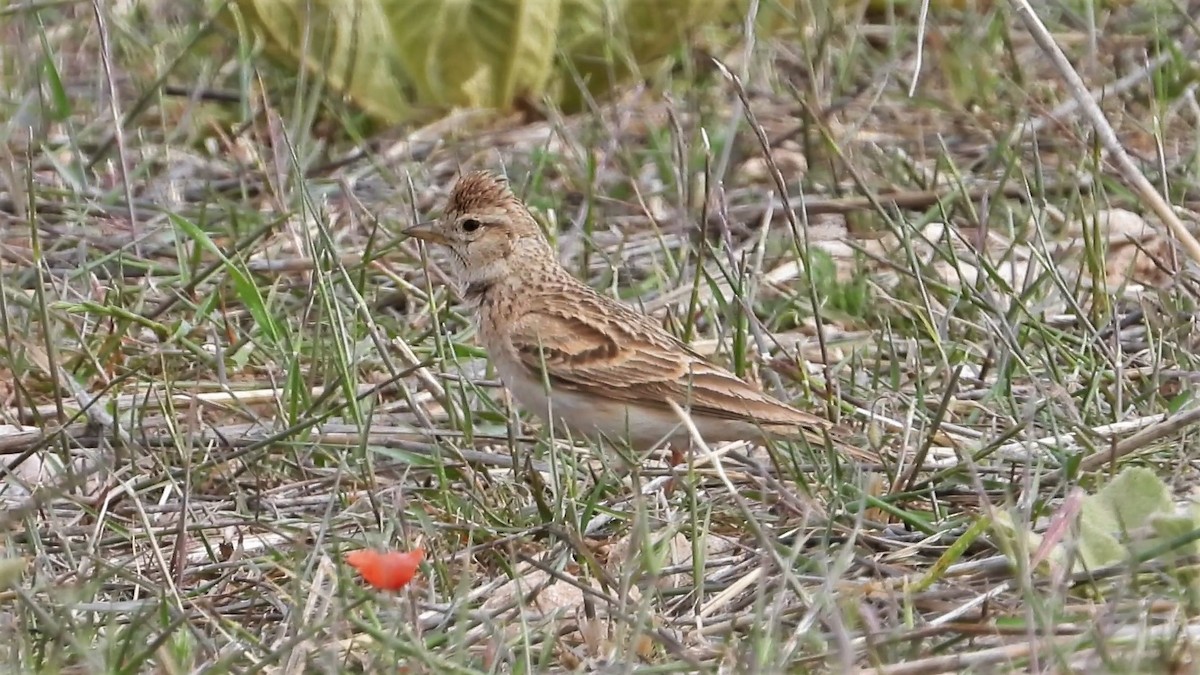 Greater Short-toed Lark - ML160564121