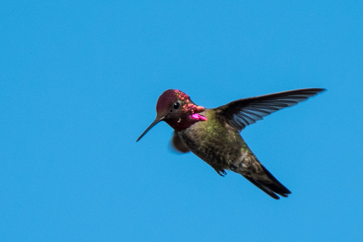 Anna's Hummingbird - ML160564361