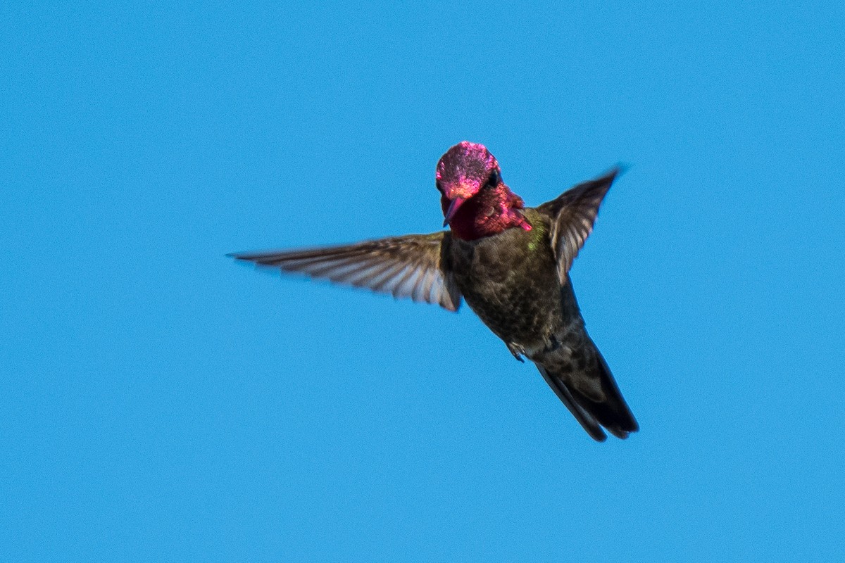 Anna's Hummingbird - Jim Dehnert