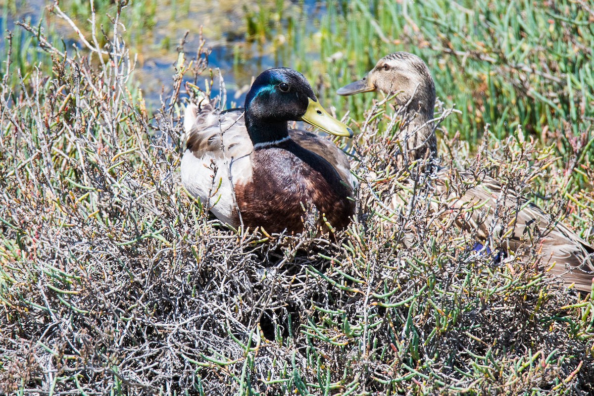 Mallard - ML160564661