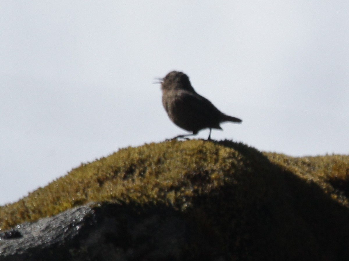 Eurasian Wren - ML160564751