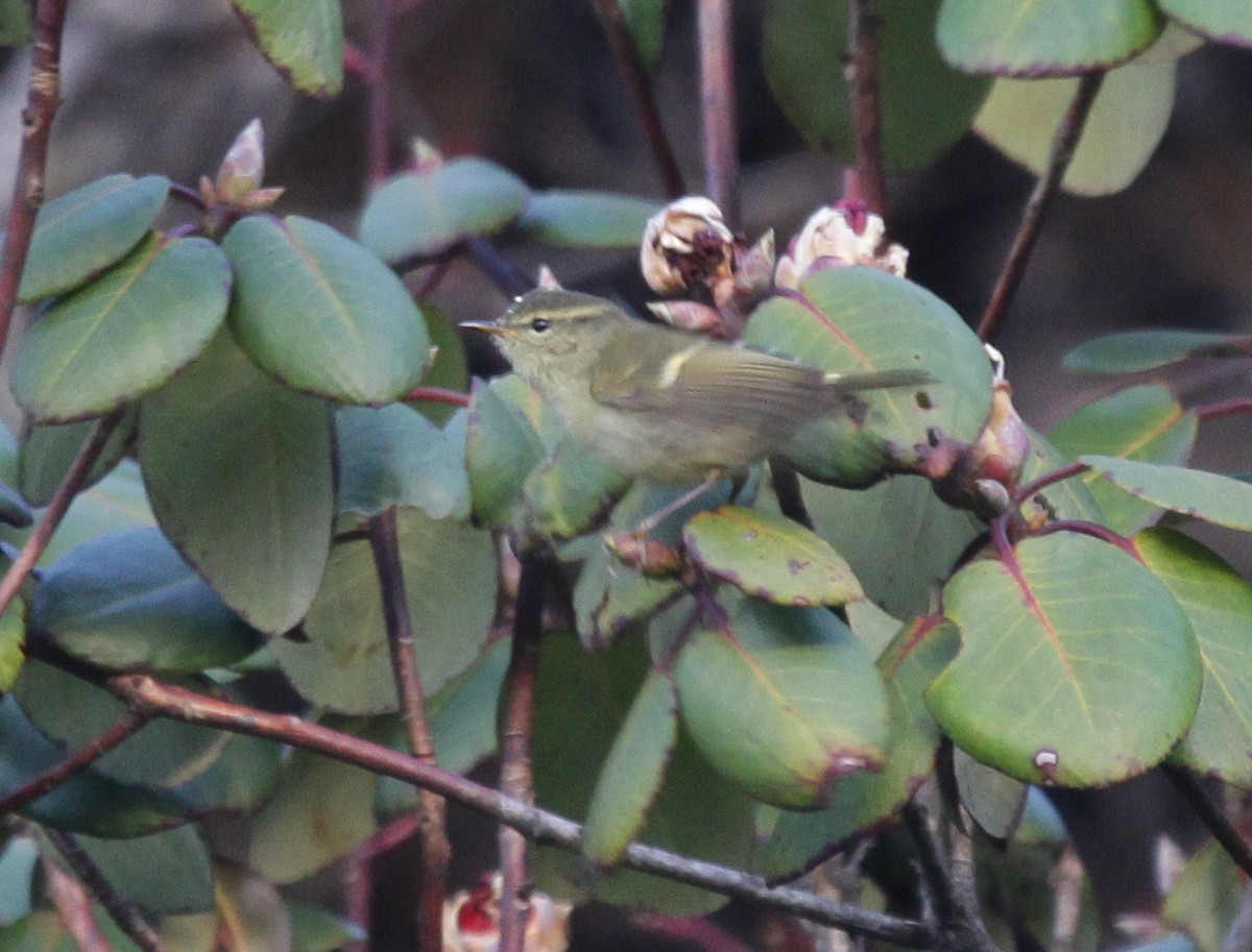 Buff-barred Warbler - ML160565021